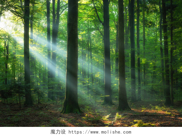 阳光透射到森林中美丽的日出在绿林中